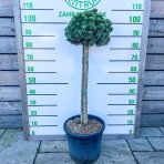 Borovica čierna (Pinus nigra) 'BENJAMIN' - výška 90 cm, kont. C18L - NA KMIENKU